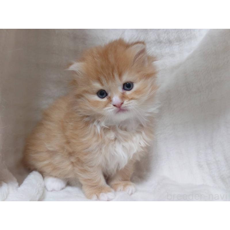 販売中の愛知県のスコティッシュフォールド(折れ耳)-132715の7枚目