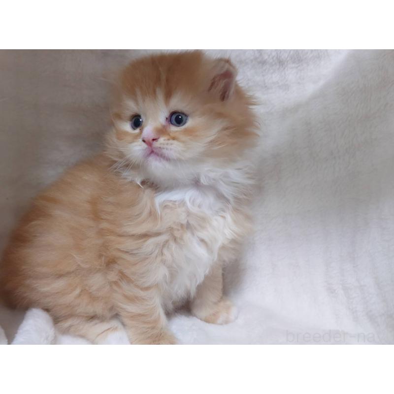 販売中の愛知県のスコティッシュフォールド(折れ耳)-132715の6枚目