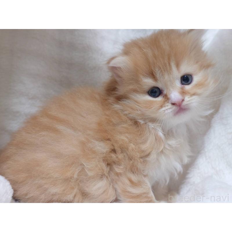 販売中の愛知県のスコティッシュフォールド(折れ耳)-132715の5枚目