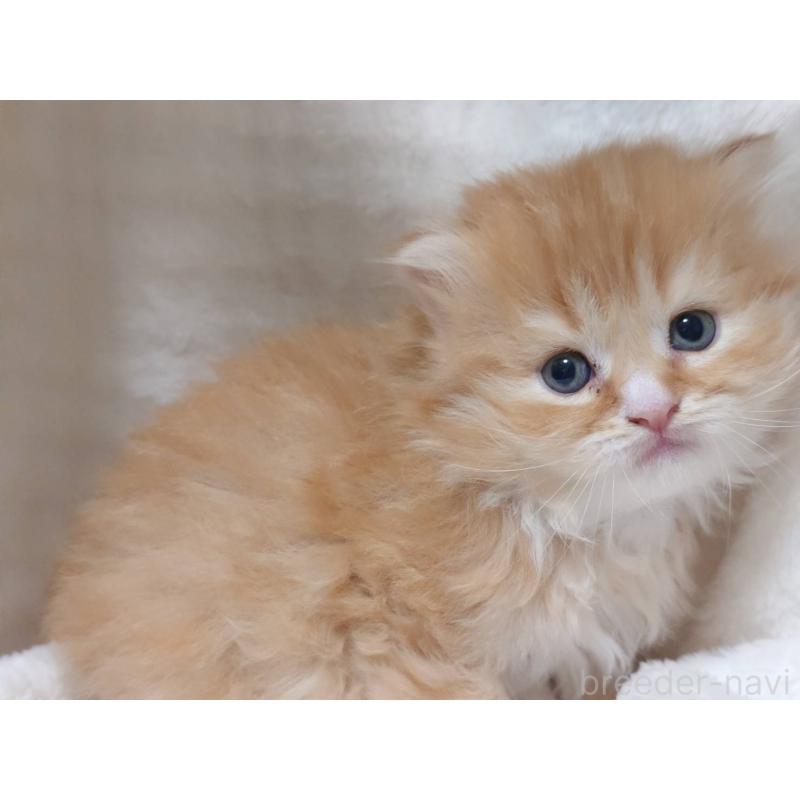 販売中の愛知県のスコティッシュフォールド(折れ耳)-132715の4枚目