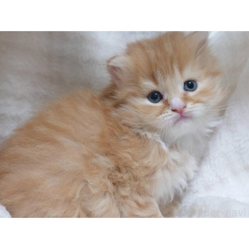 販売中の愛知県のスコティッシュフォールド(折れ耳)-132715の3枚目