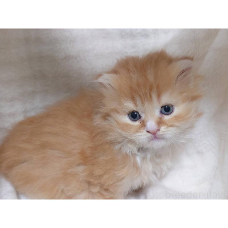 販売中の愛知県のスコティッシュフォールド(折れ耳)-132715の2枚目