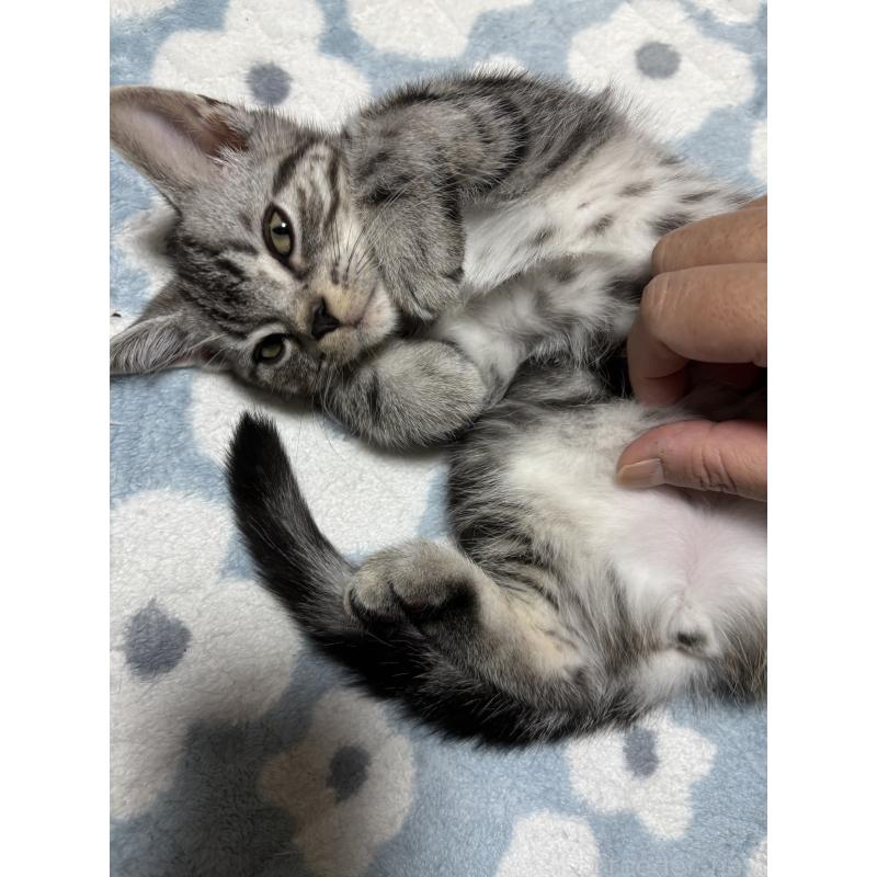 販売中の千葉県のアメリカンショートヘア-129735の3枚目