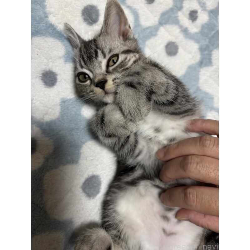 販売中の千葉県のアメリカンショートヘア-129735の2枚目