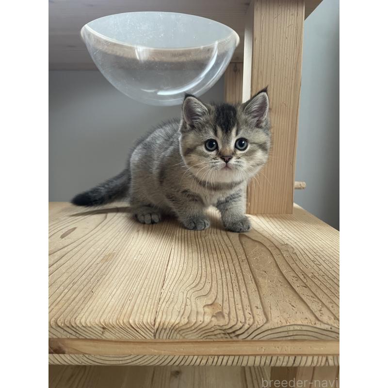 販売中の埼玉県のブリティッシュショートヘア-132716の10枚目