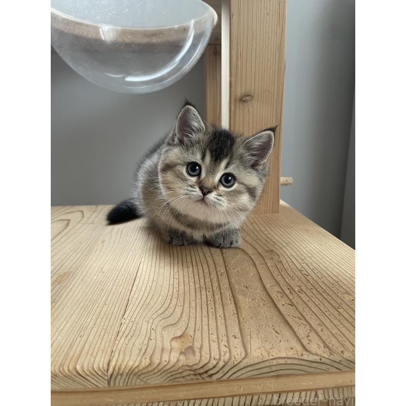 販売中の埼玉県のブリティッシュショートヘア-132716の9枚目