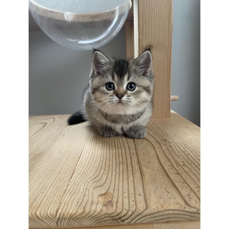 販売中の埼玉県のブリティッシュショートヘア-132716の8枚目