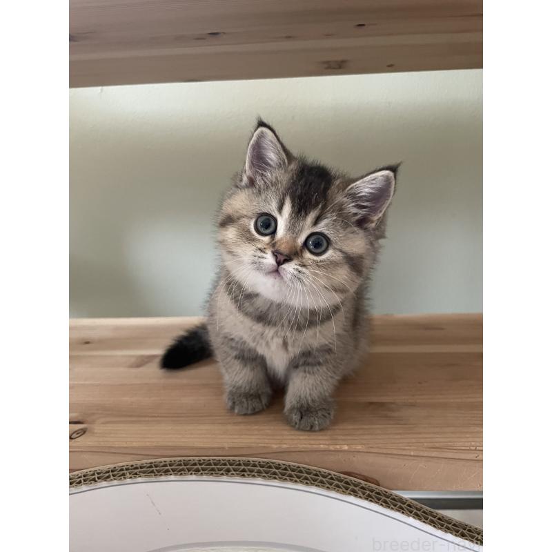 販売中の埼玉県のブリティッシュショートヘア-132716の1枚目