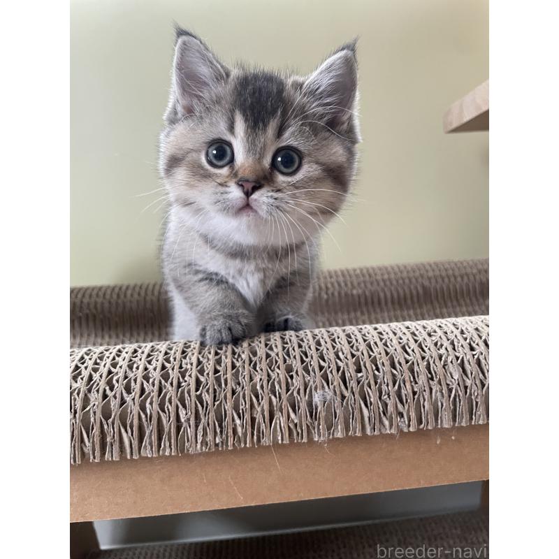 販売中の埼玉県のブリティッシュショートヘア-132716の7枚目