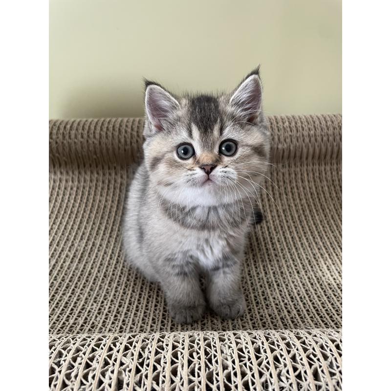 販売中の埼玉県のブリティッシュショートヘア-132716の6枚目