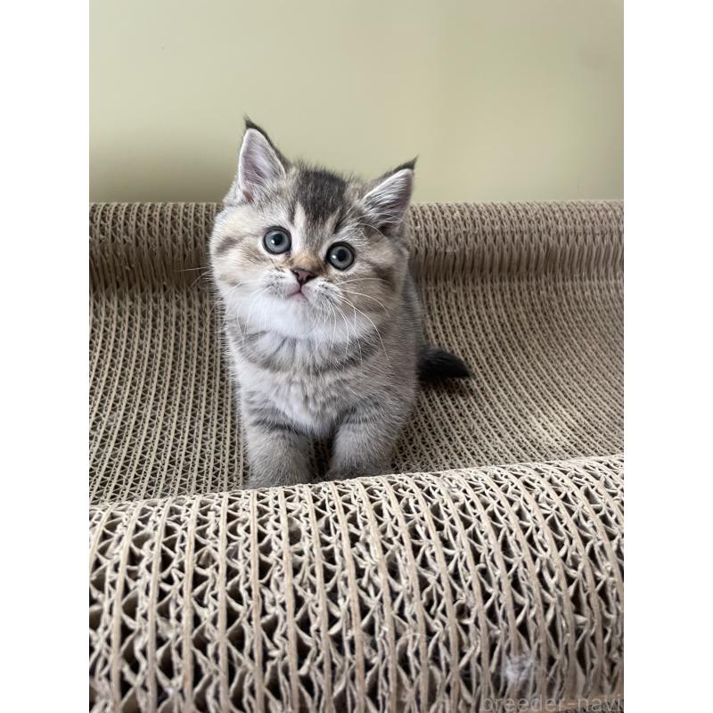 販売中の埼玉県のブリティッシュショートヘア-132716の5枚目