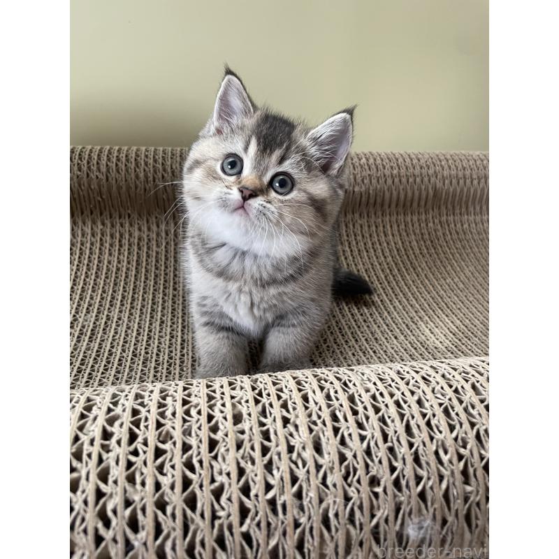 販売中の埼玉県のブリティッシュショートヘア-132716の4枚目