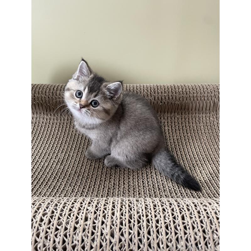 販売中の埼玉県のブリティッシュショートヘア-132716の3枚目