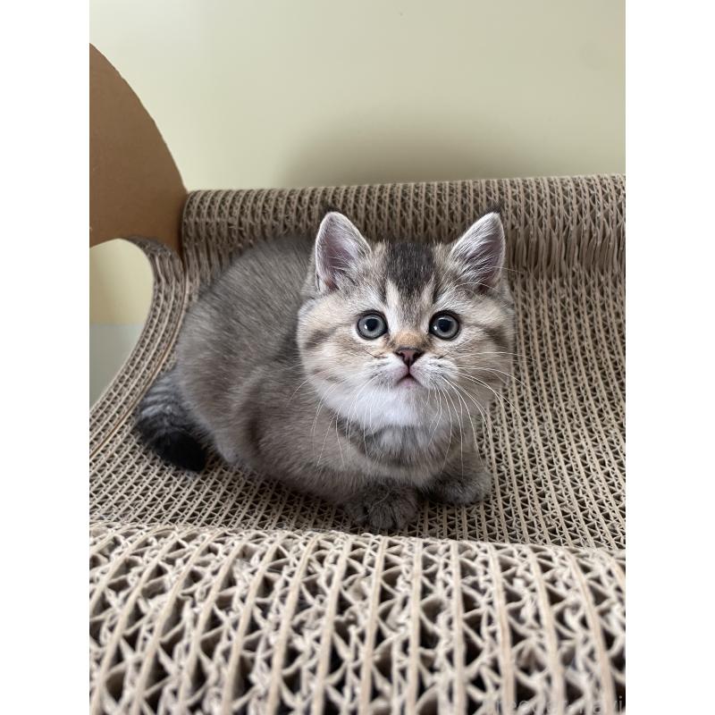 販売中の埼玉県のブリティッシュショートヘア-132716の2枚目