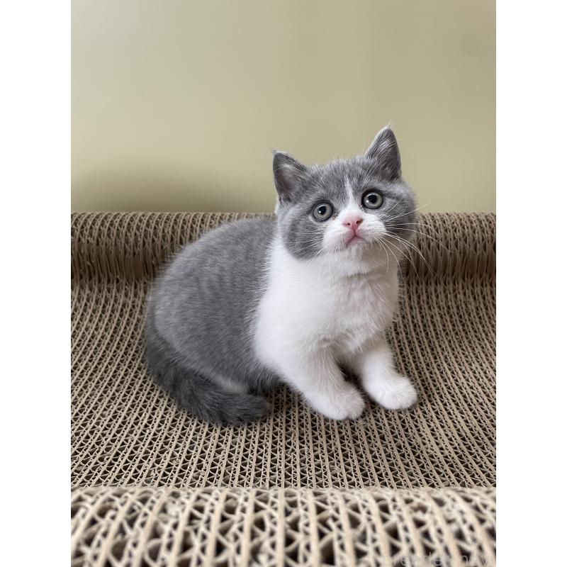 販売中の埼玉県のブリティッシュショートヘア-132717の7枚目