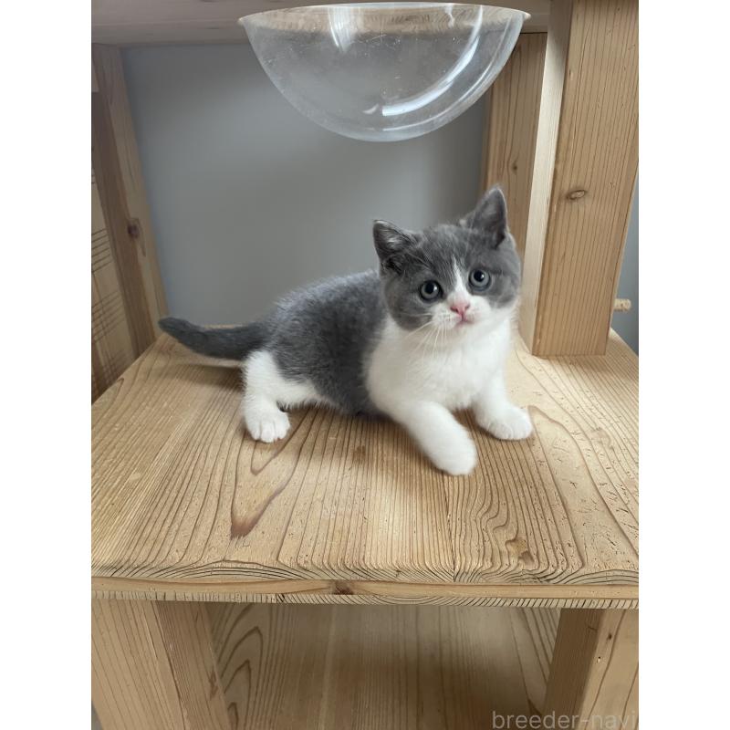 販売中の埼玉県のブリティッシュショートヘア-132717の6枚目