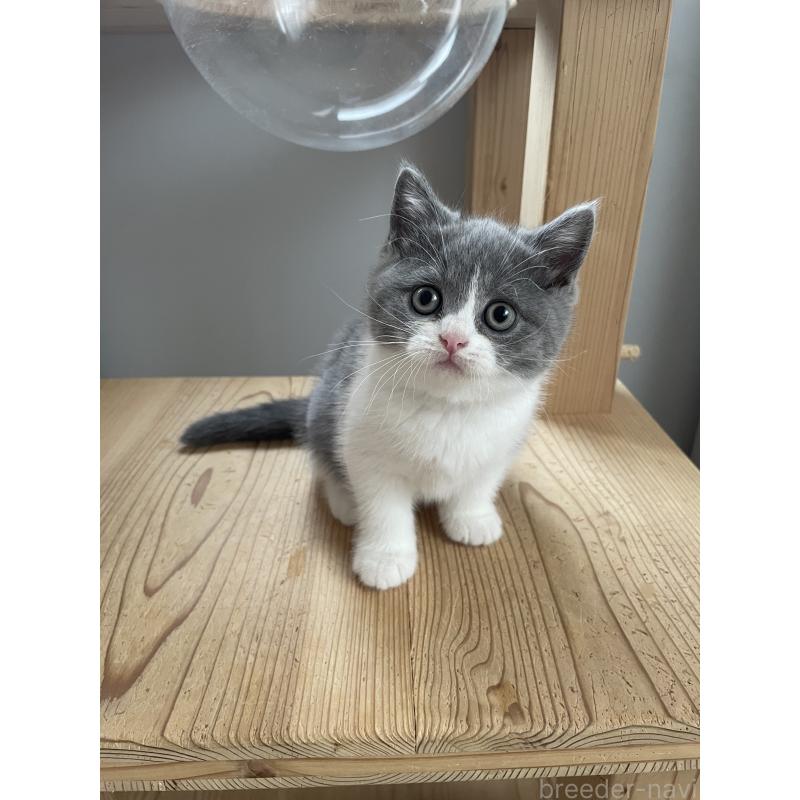 販売中の埼玉県のブリティッシュショートヘア-132717の5枚目