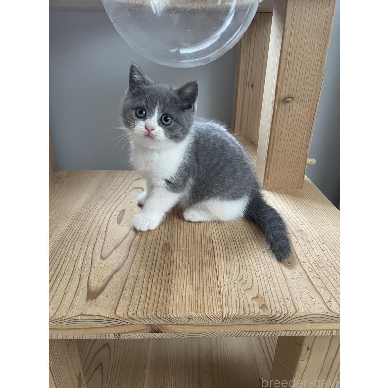 販売中の埼玉県のブリティッシュショートヘア-132717の4枚目