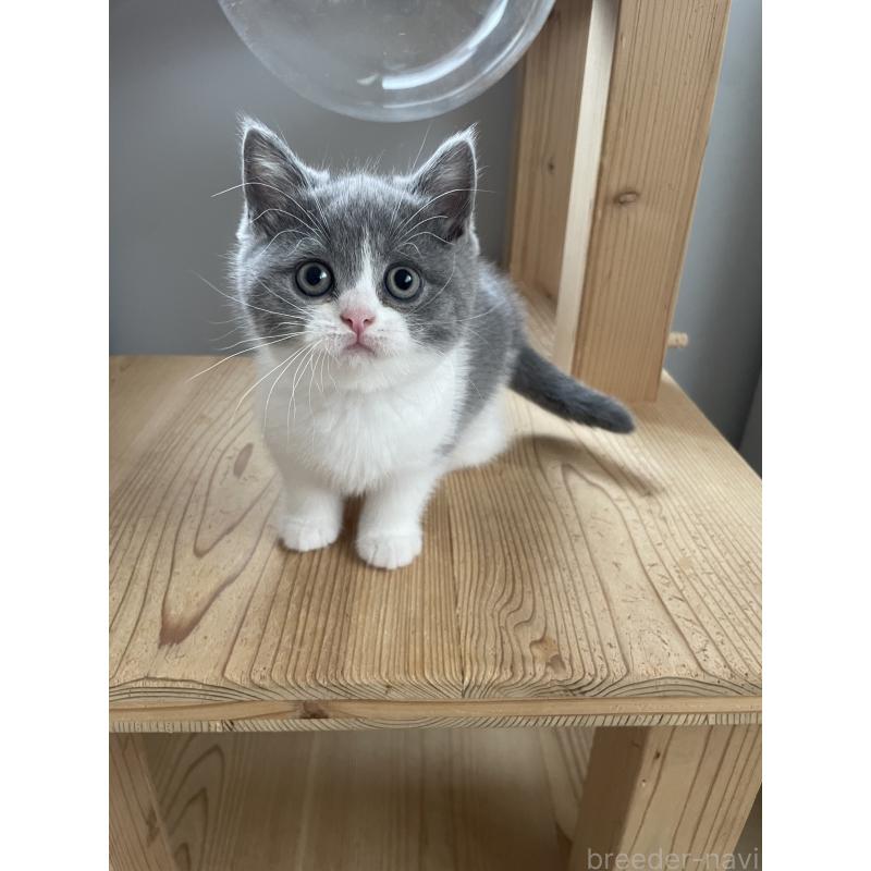 販売中の埼玉県のブリティッシュショートヘア-132717の3枚目