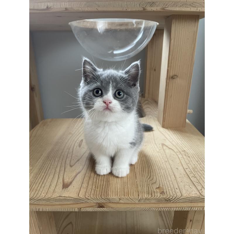 販売中の埼玉県のブリティッシュショートヘア-132717の1枚目