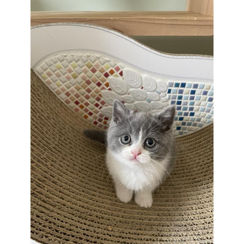 販売中の埼玉県のブリティッシュショートヘア-132717の2枚目