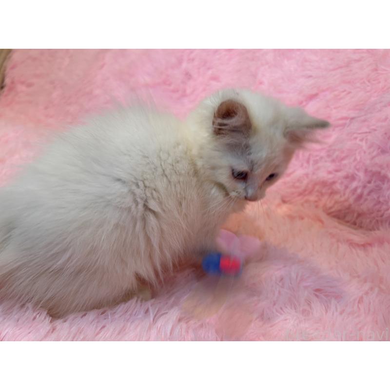 販売中の三重県のサイベリアン-132284の7枚目