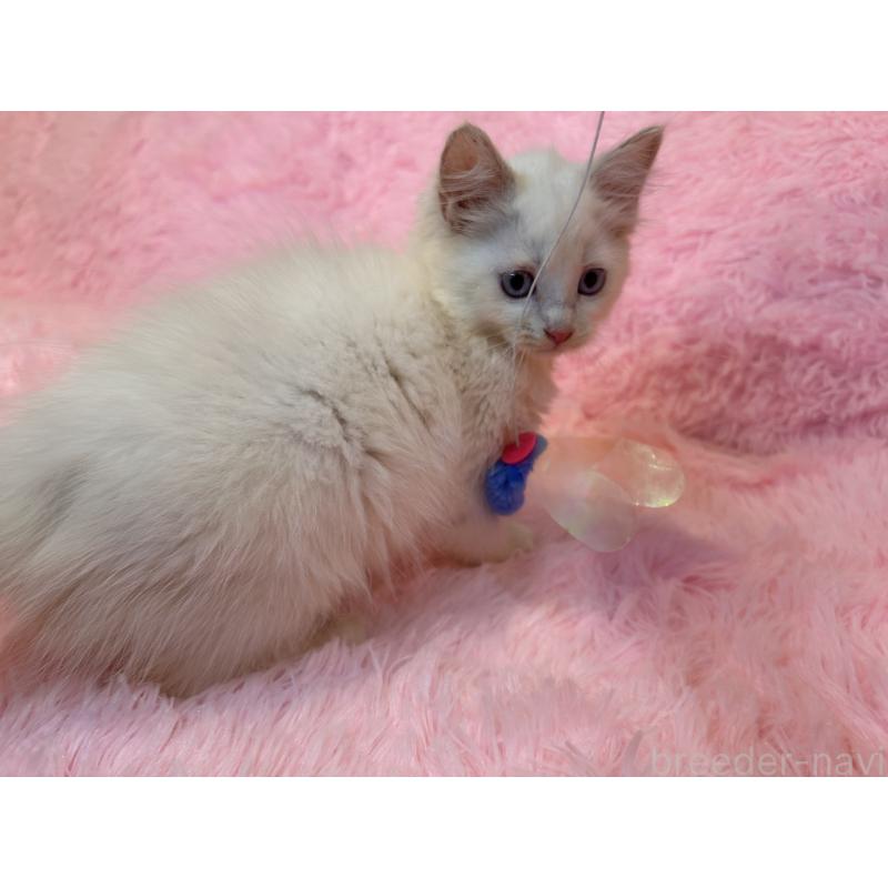 販売中の三重県のサイベリアン-132284の6枚目