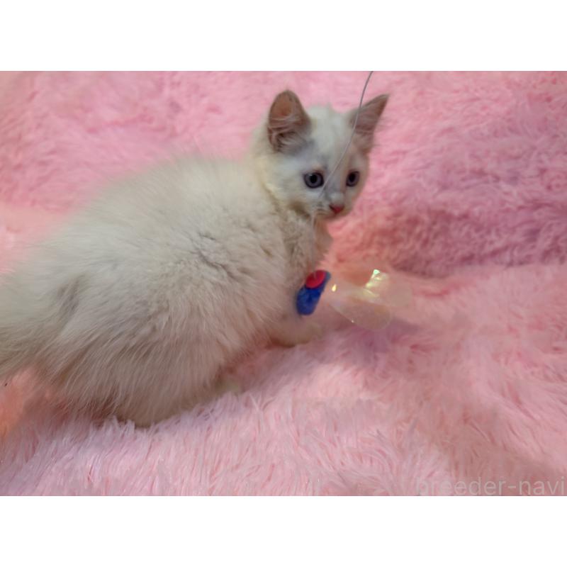 販売中の三重県のサイベリアン-132284の5枚目