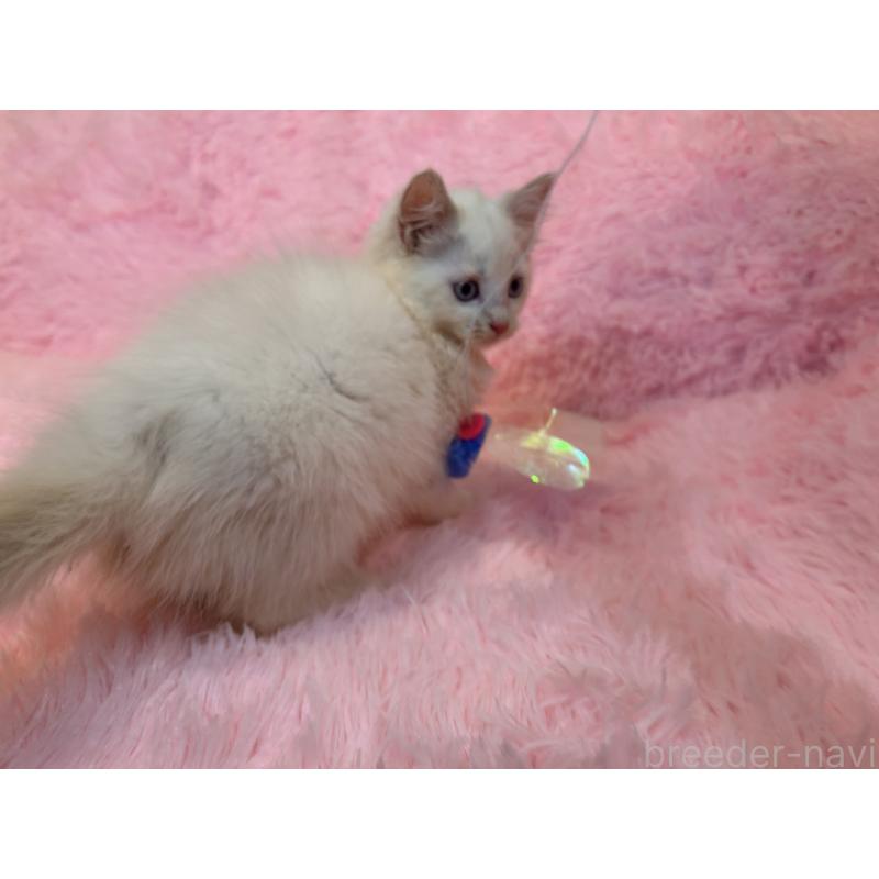 販売中の三重県のサイベリアン-132284の4枚目