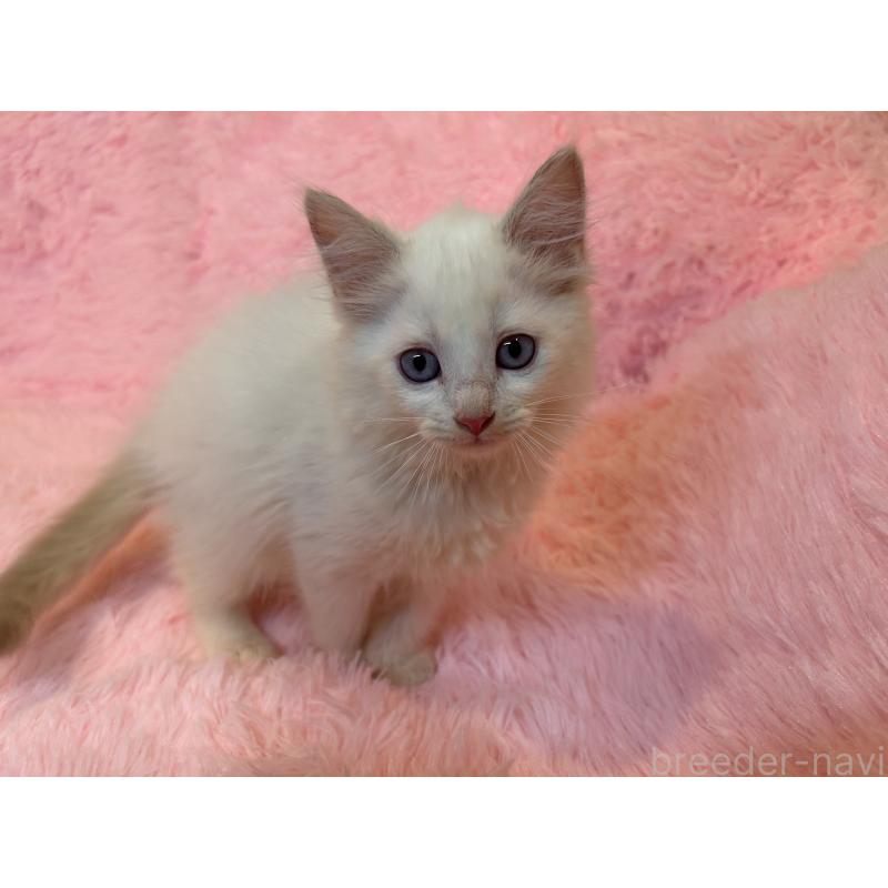 販売中の三重県のサイベリアン-132284の3枚目