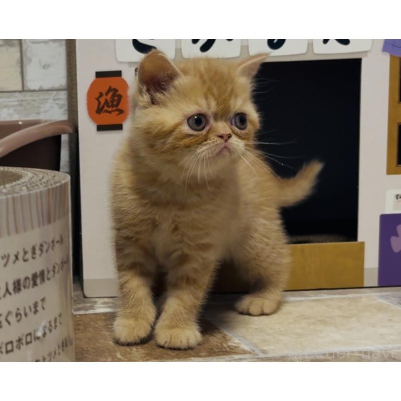 販売中の茨城県のエキゾチックショートヘア-132718の4枚目