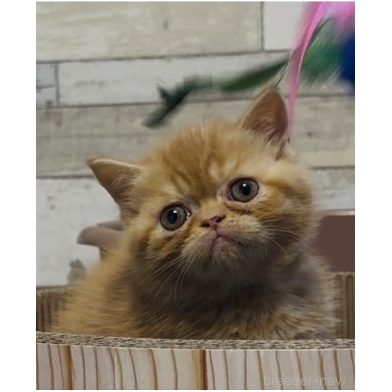 販売中の茨城県のエキゾチックショートヘア-132718の3枚目