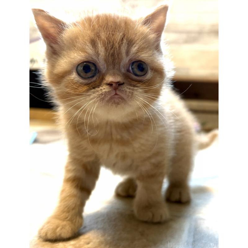 販売中の茨城県のエキゾチックショートヘア-132718の2枚目