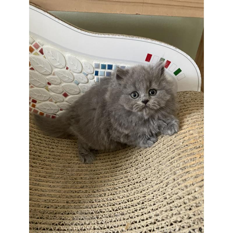 販売中の埼玉県のブリティッシュロングヘア-132719の10枚目