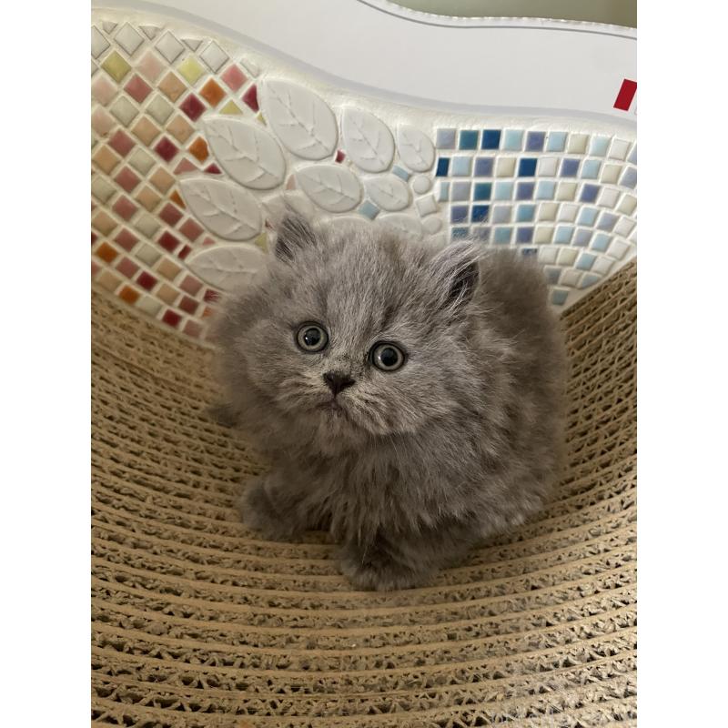 販売中の埼玉県のブリティッシュロングヘア-132719の9枚目