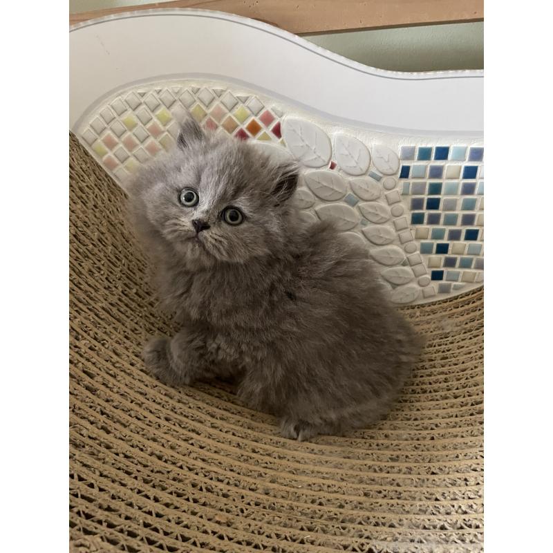 販売中の埼玉県のブリティッシュロングヘア-132719の8枚目