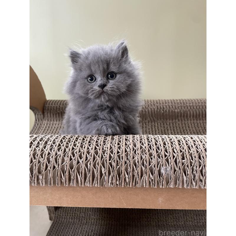 販売中の埼玉県のブリティッシュロングヘア-132719の7枚目