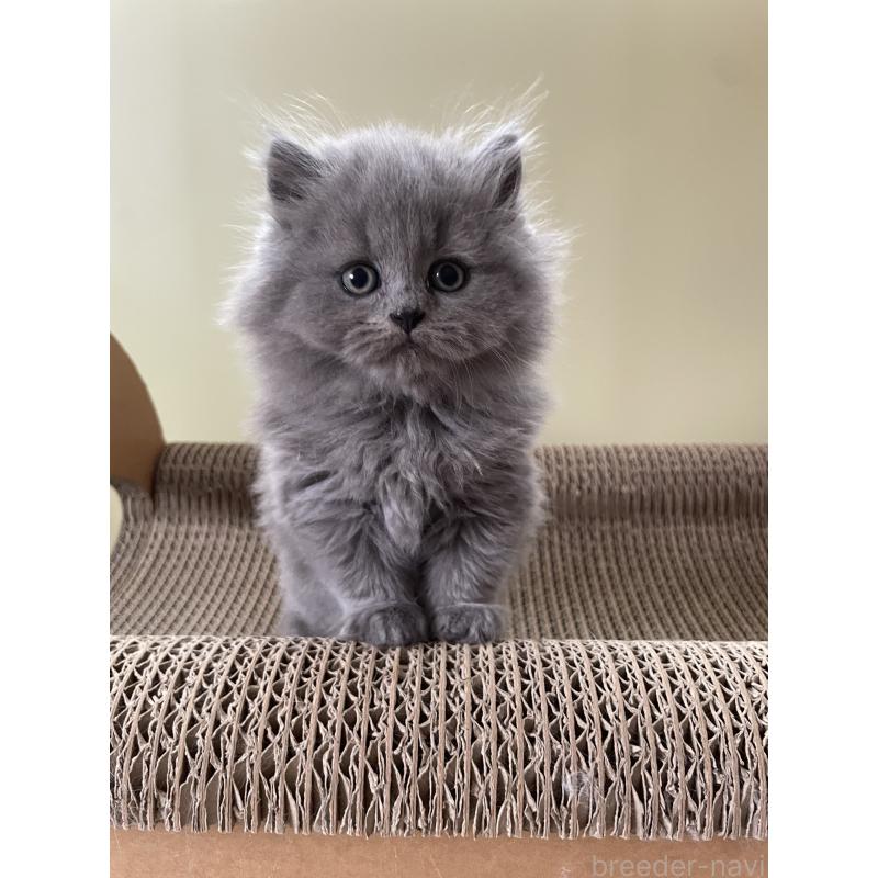 販売中の埼玉県のブリティッシュロングヘア-132719の6枚目