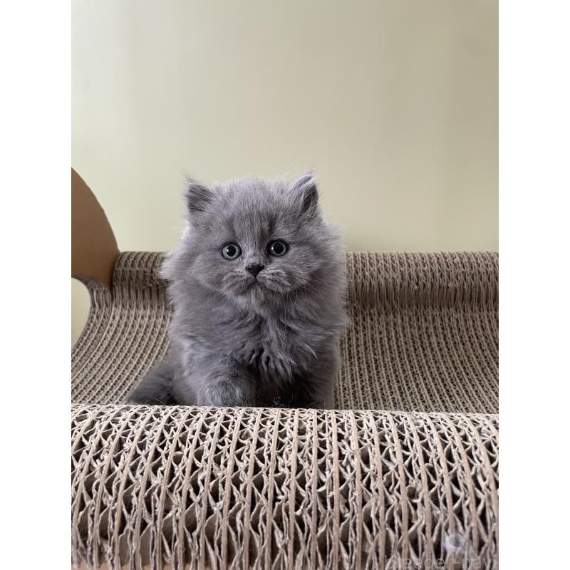 販売中の埼玉県のブリティッシュロングヘア-132719の5枚目