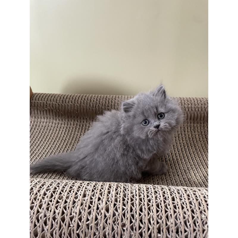 販売中の埼玉県のブリティッシュロングヘア-132719の4枚目