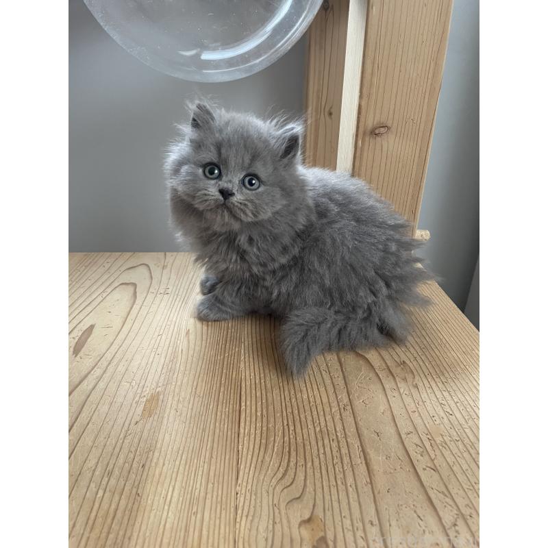 販売中の埼玉県のブリティッシュロングヘア-132719の3枚目