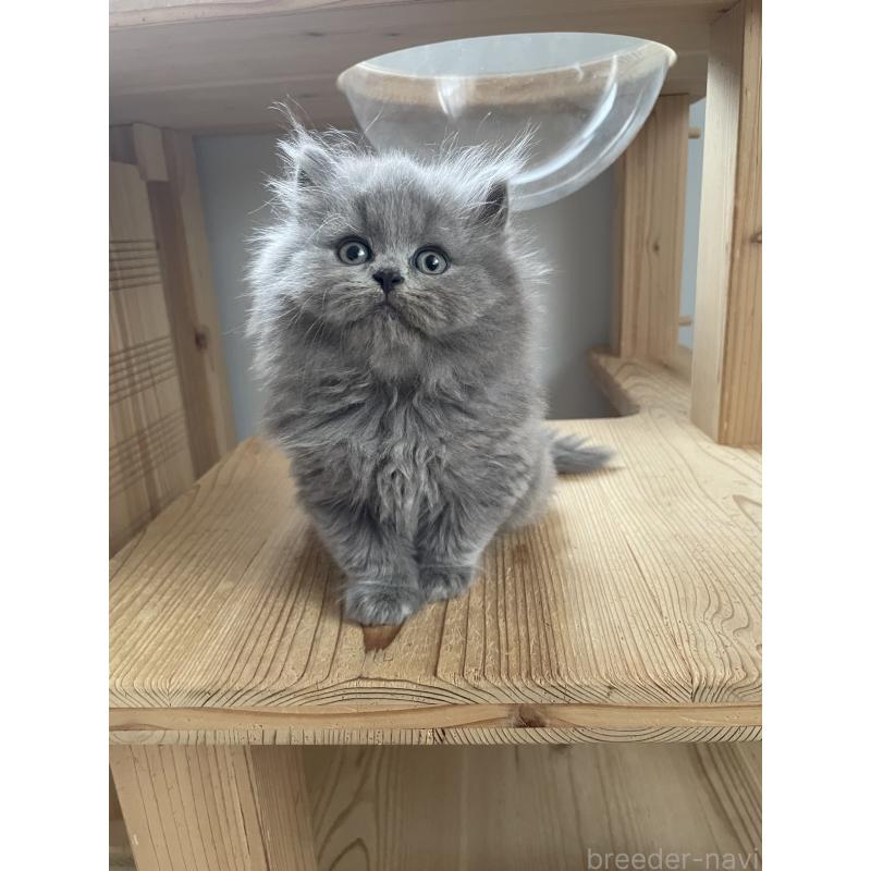 販売中の埼玉県のブリティッシュロングヘア-132719の2枚目