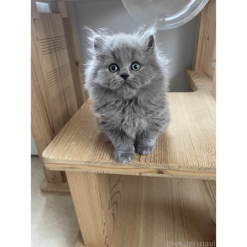 販売中の埼玉県のブリティッシュロングヘア-132719