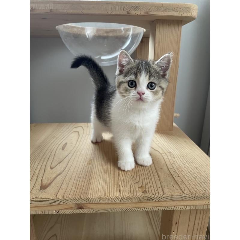 販売中の埼玉県のブリティッシュショートヘア-132720の9枚目