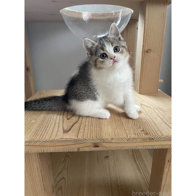 販売中の埼玉県のブリティッシュショートヘア-132720