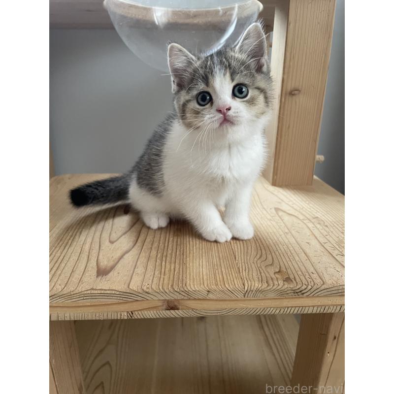 販売中の埼玉県のブリティッシュショートヘア-132720の8枚目