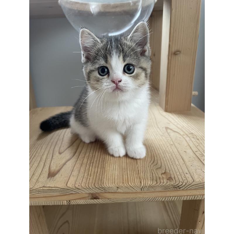 販売中の埼玉県のブリティッシュショートヘア-132720の7枚目