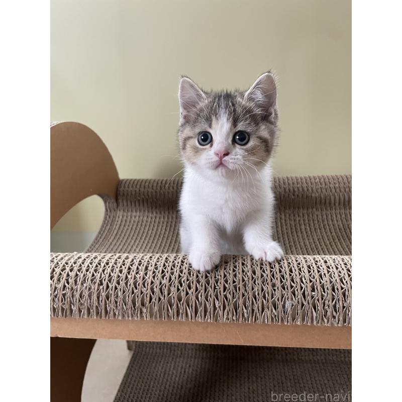 販売中の埼玉県のブリティッシュショートヘア-132720の6枚目