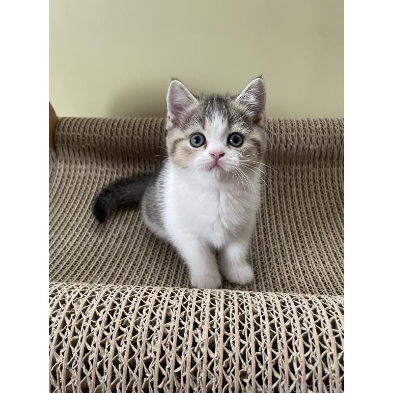 販売中の埼玉県のブリティッシュショートヘア-132720の4枚目