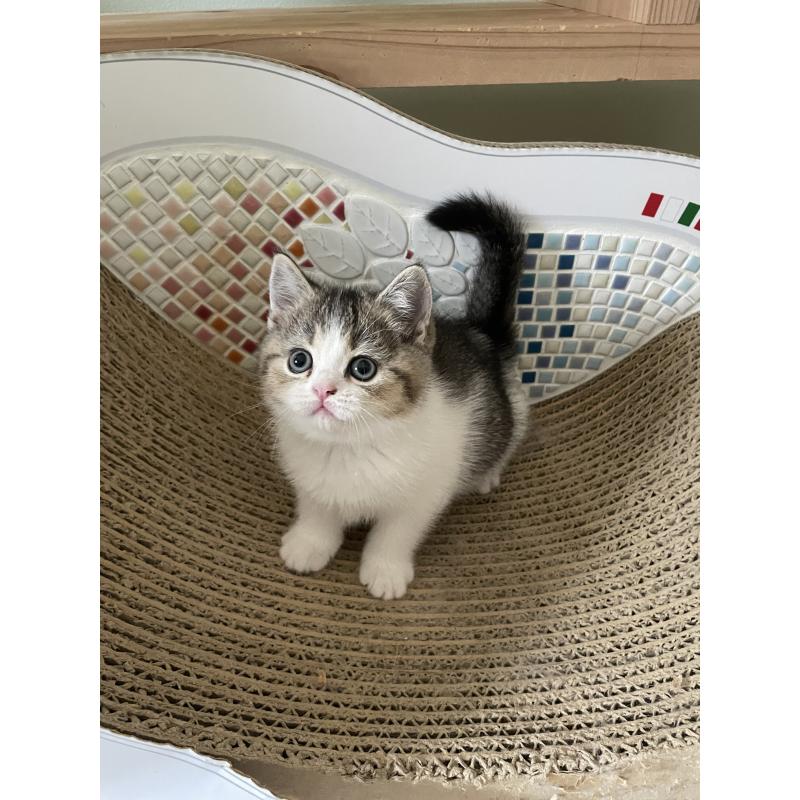 販売中の埼玉県のブリティッシュショートヘア-132720の3枚目